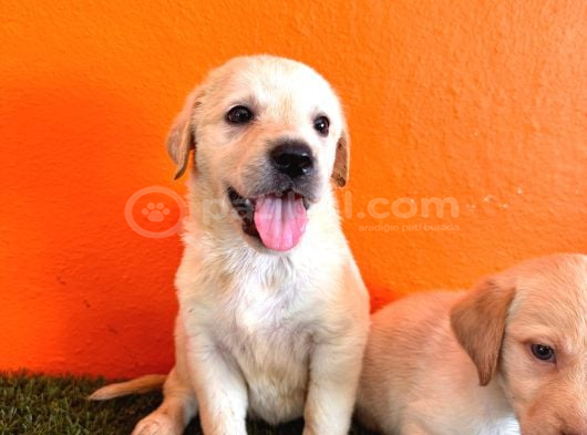 Şampanya Labrador Retriever Yavrularımız