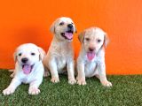 Şampanya Labrador Retriever Yavrularımız