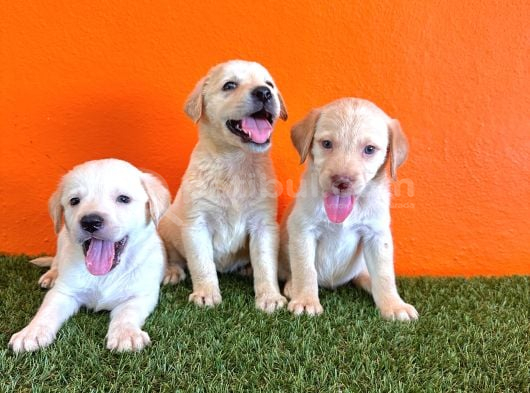Şampanya Labrador Retriever Yavrularımız görsel
