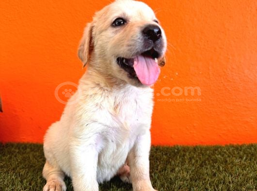 Şampanya Labrador Retriever Yavrularımız görsel