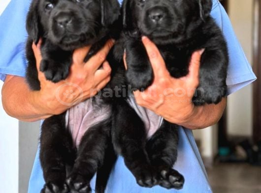 En Özel Labrador Retri̇ever görsel
