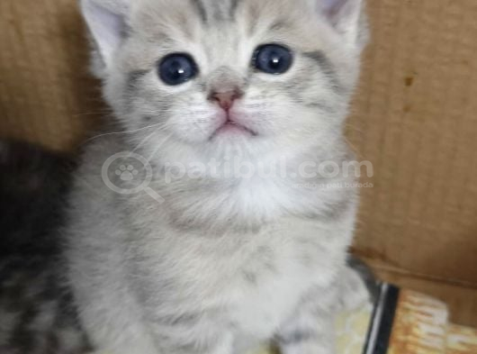 Altılı Bonibonlarım Yeni Yuvaları İçin Bekliyor görsel