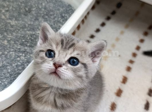 Altılı Bonibonlarım Yeni Yuvaları İçin Bekliyor Ankara görsel