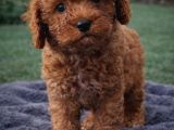 Dünya Tatlısı Oyuncu Toy Poodle Yavrular