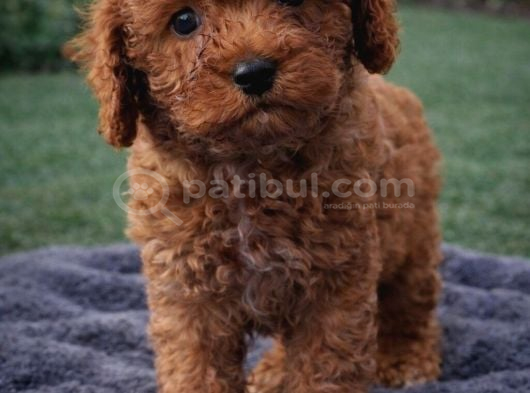 Dünya Tatlısı Oyuncu Toy Poodle Yavrular görsel