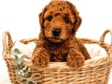 Dünya Tatlısı Oyuncu Toy Poodle Yavrular