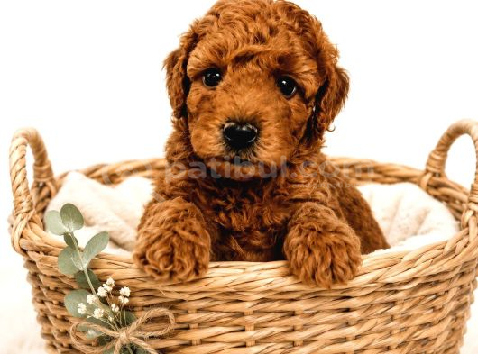 Dünya Tatlısı Oyuncu Toy Poodle Yavrular