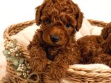 Dünya Tatlısı Oyuncu Toy Poodle Yavrular