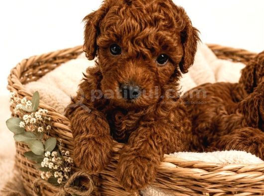 Dünya Tatlısı Oyuncu Toy Poodle Yavrular görsel