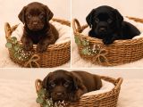 Safkan Labrador Retri̇ever Yavrularimiz
