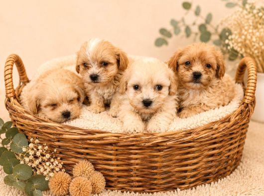 Sevgi̇ Dolu Malti̇poo Yavrular görsel