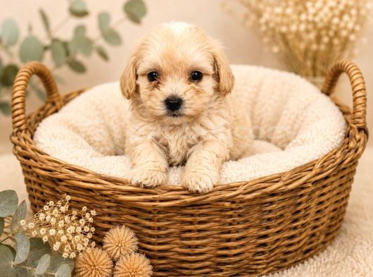 Sevgi̇ Dolu Malti̇poo Yavrular görsel