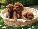 Bebek Cavapoo Bebekler