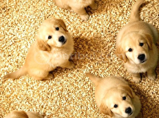 Safkan Bebek Yüz Golden Yavrular görsel