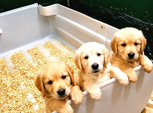Safkan Bebek Yüz Golden Yavrular