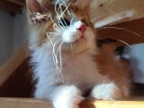 Xxl Cüsse-Mükemmel Profil-Dopdolu Belge