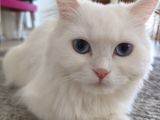 Kartopu yeni evini arıyor