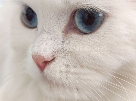 Kartopu Yeni Evini Arıyor görsel