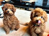 Poodle Bebekler En İçi̇n En Doğru Adres