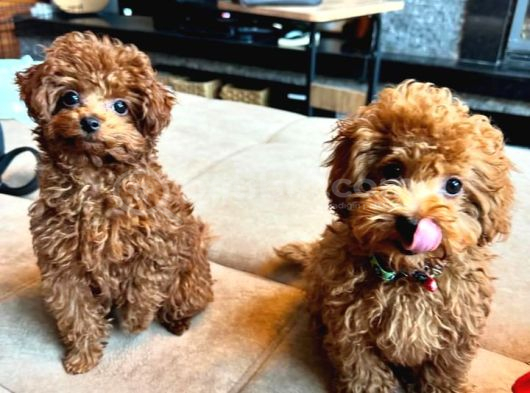 Poodle Bebekler En İçi̇n En Doğru Adres görsel