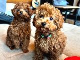 Poodle Bebekler En İçi̇n En Doğru Adres