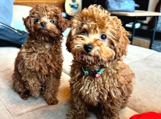 Poodle Bebekler En İçi̇n En Doğru Adres görsel