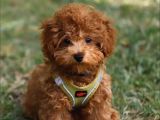 Poodle Bebekler En İçi̇n En Doğru Adres