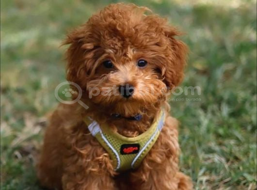 Poodle Bebekler En İçi̇n En Doğru Adres görsel