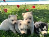 Mavi Gözlü Husky Yavruları