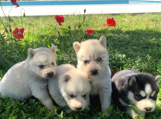 Mavi Gözlü Husky Yavruları görsel