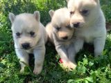 Mavi Gözlü Husky Yavruları