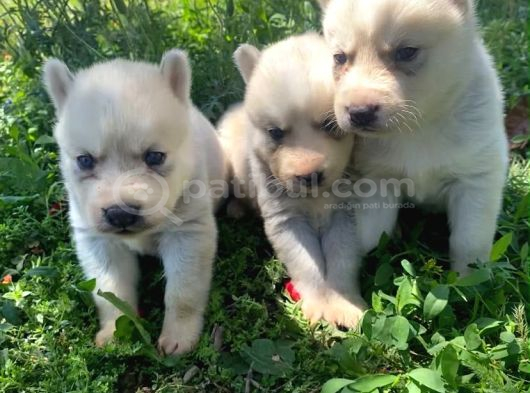 Mavi Gözlü Husky Yavruları