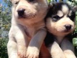 Mavi Gözlü Husky Yavruları
