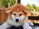 Japonların Göz Bebeği̇ Aki̇ta İnu