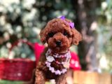 Red Brown Mini Sevimli Poodle Yavrular