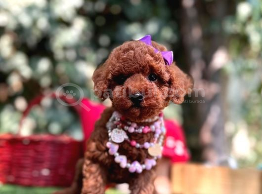 Red Brown Mini Sevimli Poodle Yavrular