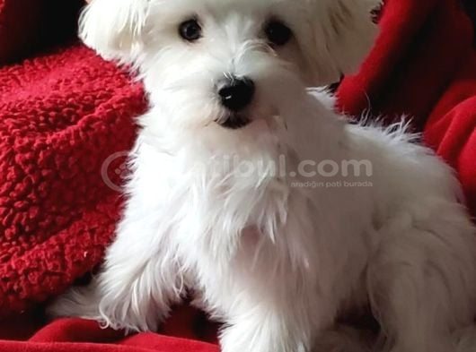 Maltese Terri̇er Ci̇nsi̇ Yavrular görsel