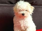 Maltese Terri̇er Ci̇nsi̇ Yavrular