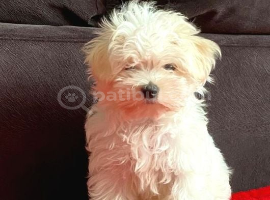 Maltese Terri̇er Ci̇nsi̇ Yavrular görsel