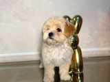 Malti̇poo Ci̇nsi̇ Yavrular Ev Üreti̇mi̇