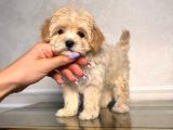 Malti̇poo Ci̇nsi̇ Yavrular Ev Üreti̇mi̇