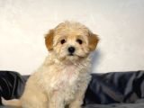 Malti̇poo Ci̇nsi̇ Yavrular Ev Üreti̇mi̇