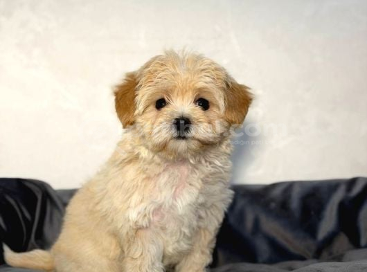 Malti̇poo Ci̇nsi̇ Yavrular Ev Üreti̇mi̇