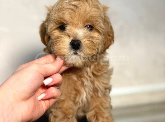 Toy Poodle Sevi̇mli̇ Yavrular Ev Üreti̇mi̇