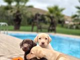 Tüm Renklerde Labrador Retri̇ever Yavrulari