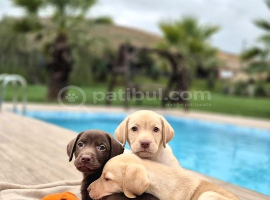 Tüm Renklerde Labrador Retri̇ever Yavrulari