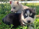 Mavi Gözlü Husky Yavruları