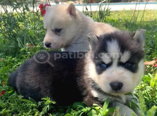 Mavi Gözlü Husky Yavruları görsel