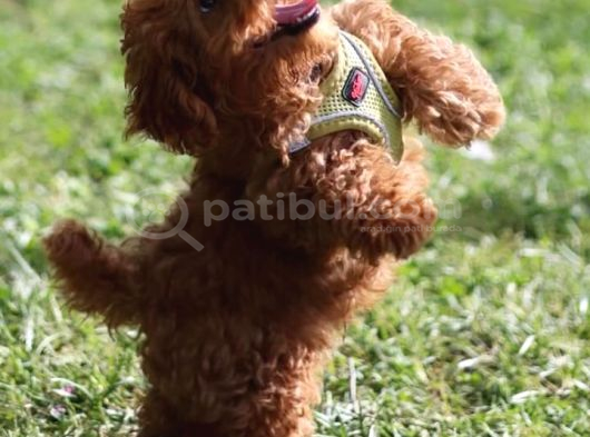 Poodle Bebekler En İçi̇n En Doğru Adres görsel