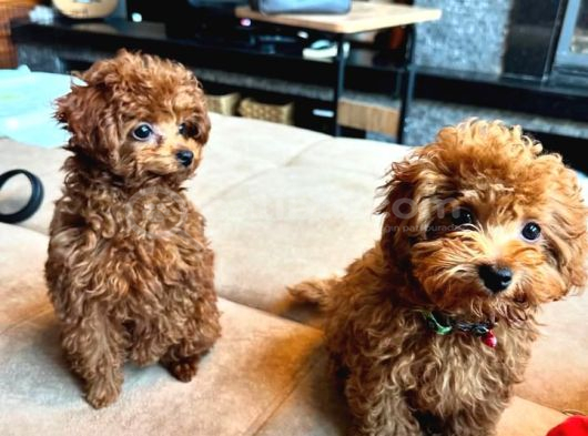 Poodle Bebekler En İçi̇n En Doğru Adres